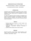 MEDICION DE CELULAS Y ESTRUCTURAS - Lab 3 de Biologia