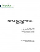 La literatura en su mayor fruto