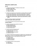 Embrio ¿Cuáles son los huesos que constituyen al hueso coxal?