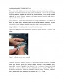 Practica de la ley de Hooke