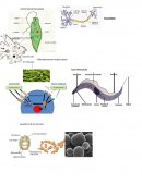 Las celulas procariotas y eucariotas