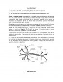 Biologia. “LA NEURONA”
