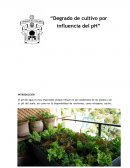 Degrado de cultivo por influencia del pH