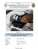 OBSERVACIÓN MICROSCÓPICA DE TRICOMAS Y DIVERSOS ESTOMAS