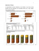 Agricultura en Tijuana