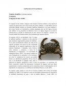 Especies invasoras.Cangrejo de mar común