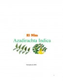 Azadirachta Indica