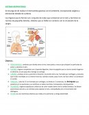 Sistema respiratorio.Se encarga de realizar el intercambio gaseoso con el ambiente