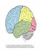 LAS EXTRUCTURAS CELEBRALES