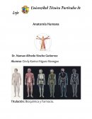 Sistemas y Aparatos principales del Cuerpo Humano
