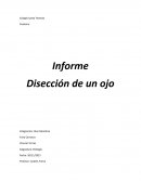 La vista es uno de nuestros sentidos más importante en nuestra vida cotidiana