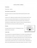 Afasia acústico mnésica y afasia motora aferente