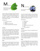 Tiene unos tallos muy ramificados, de entre 30 y 70 cm de altura