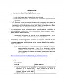 Celulas II