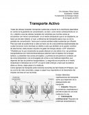 Transporte activo en las células