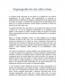 Organografía de raíz, tallo y hoja.Ensayo