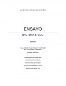 BACTERIA E. COLI