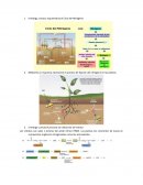 CICLO DE NITROGENO