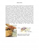 RESULTADOS DESARROLLO