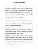 ENSAYO SANGRE DE CAMPEON