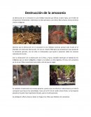 Destrucción de la amazonia