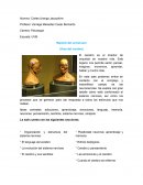Reporte del universum (Área del cerebro)