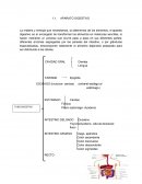 Manual de Quirurgica - El aparato digestivo