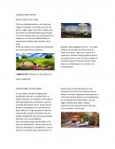 Día de campo en la ciudad.