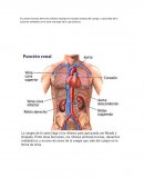 El cuerpo humano tiene dos riñones situados en la parte trasera del cuerpo, a cada lado de la columna vertebral, en la zona más baja de la caja torácica.