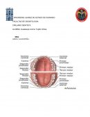 Anatomía dental morfología
