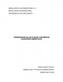 TRANSPIRACION DE LAS PLANTAS A DIFERENTES CONDICIONES AMBIENTALES