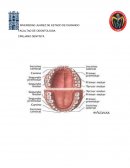 MORFOLOGÍA DE LOS INCISIVOS PERMANENTES