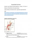 Partes y funciones de los aparatos reproductores