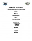 La erupción dental: Un proceso fisiológico fundamental en el desarrollo humano