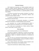 Ensayo Dominio Eukarya.