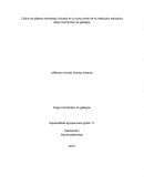 Trabajo - Cultivo de plátano barramejo