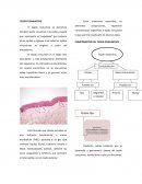 Histología - Resumen