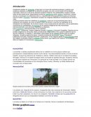 Grupos indígenas venezolanos.