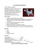 Cuidando a mi mascota