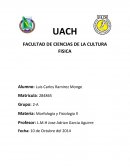 Funciones del Sistema Muscular