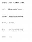 Branqueas y pulmones