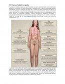 Traducción del articulo: "insuficiencia hepática aguda"