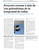 Proyecto rescate de las golondrinas de la tempestad de collar