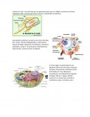 La Bacteria E-Coli.