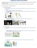 ARGUMENTOS A FAVOR DEL EVOLUCIONISMO