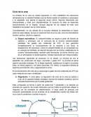 Apuntes del Ciclo de la urea
