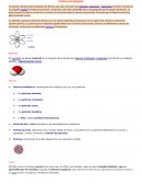 Ensayo sobre El átomo y sus elementos