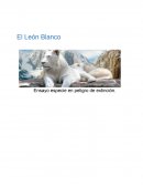 Ensayo: El León Blanco, especie en peligro de extinción.