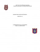 PRÁCTICA LABORATORIO DE BIOLOGÍA BÁSICA