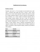 Clasificación de los moluscos.